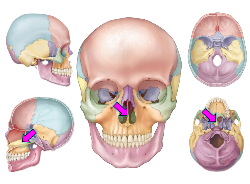 <p>Facial</p><p><span>inferior portion of the nasal septum</span></p>