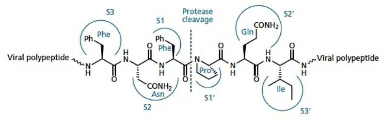 <ul><li><p>No need to be metabolised (unlike NRTI), hence easier to evaluate activity in vitro</p></li><li><p>Target enzyme is aspartyl protease, which cleaves viral pro-enzymes to release mature, active viral enzymes</p></li><li><p>Designed based on the structure of the substrate (peptides) to block protease so proteins don’t get cut</p></li><li><p>however, Instability and poor bioavailability (typical of peptide drugs)</p></li><li><p>Rapid onset of resistance to these drugs as virus easily mutates</p></li></ul><p>example: saquinavir (Roche)</p><p></p>