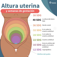 <p>Permite valorar el crecimiento uterino y, de forma indirecta, el crecimiento y desarrollo fetal.</p>