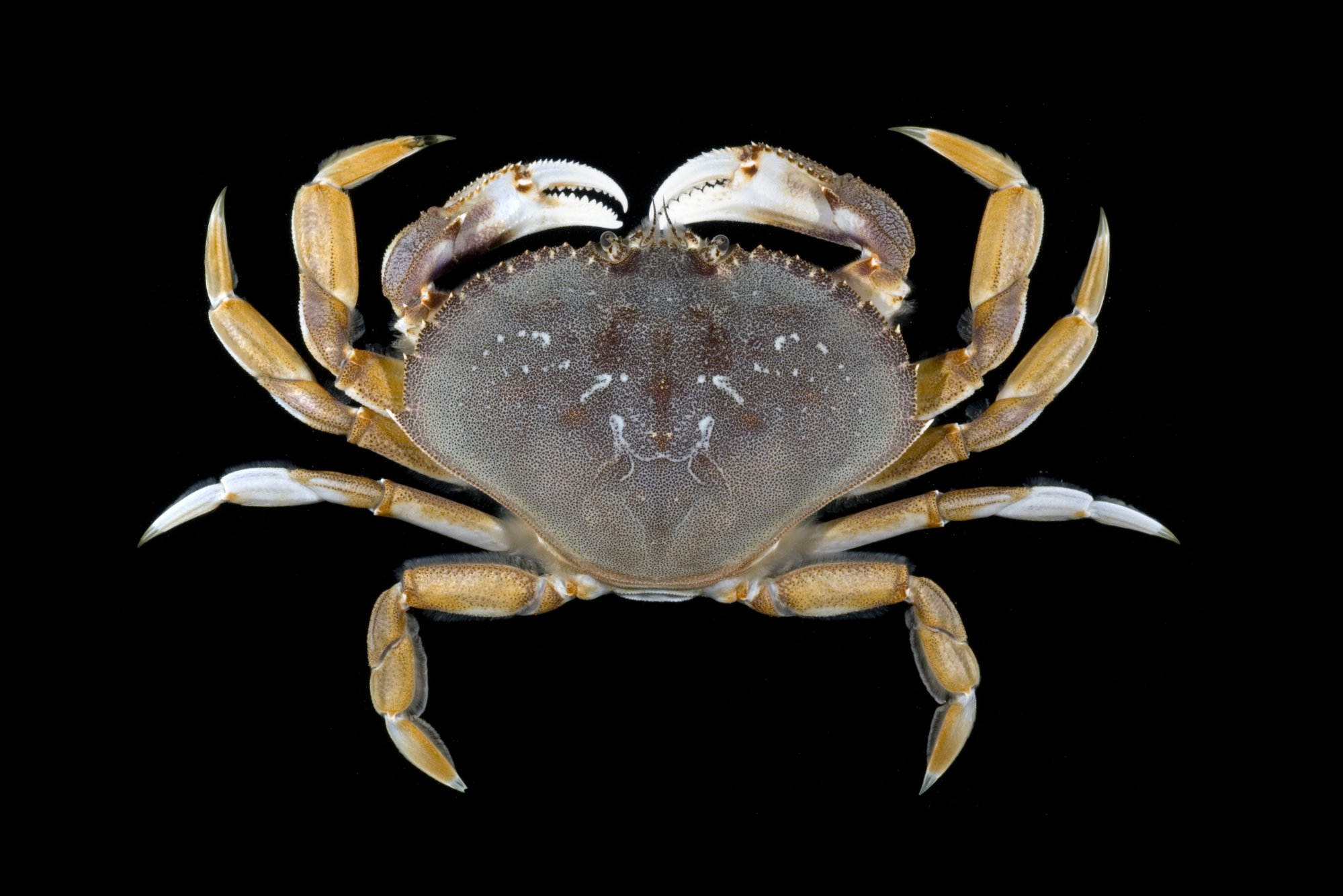 <p>Dungeness crab</p>
