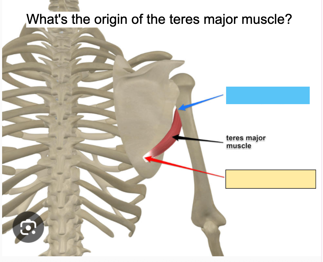 <p>What’s the insertion of the teres major muscle?</p>