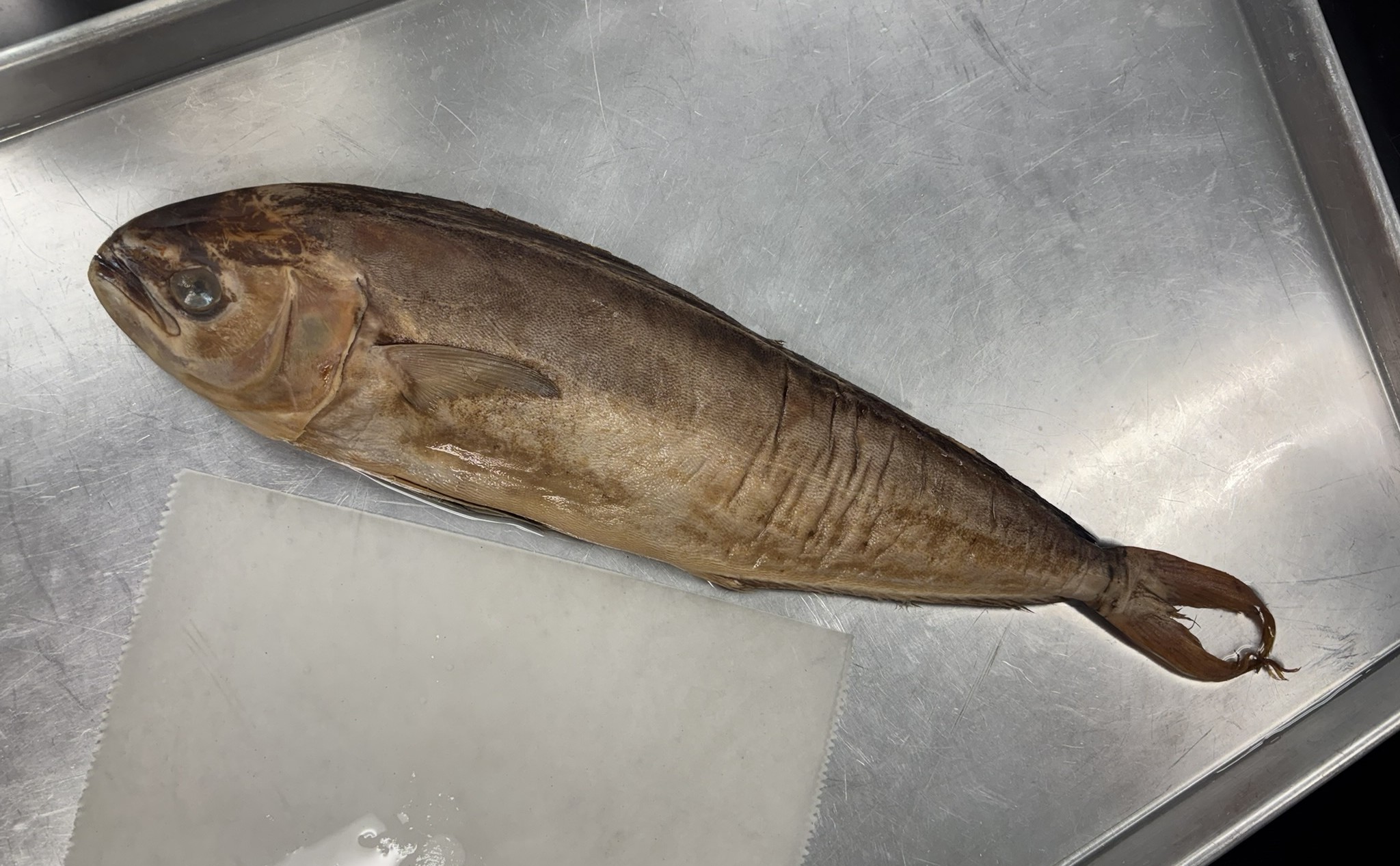 <p>Family Coryphaenidae (dolphinfishes) - <em>Coryphaena hippurus</em></p>