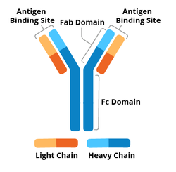 <p><span>the stem of antibody</span></p>