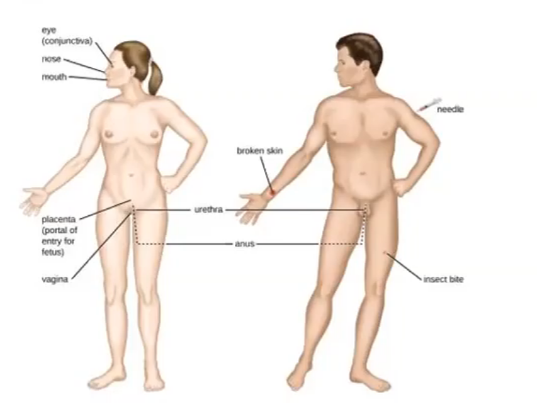 knowt flashcard image