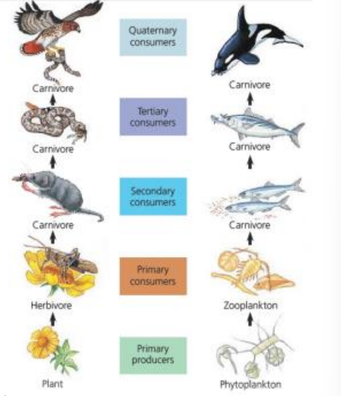 <p>Changes in the abundances of organisms or rate of consumption at one trophic level can influence energy flow, composition, and abundance at lower trophic levels</p>