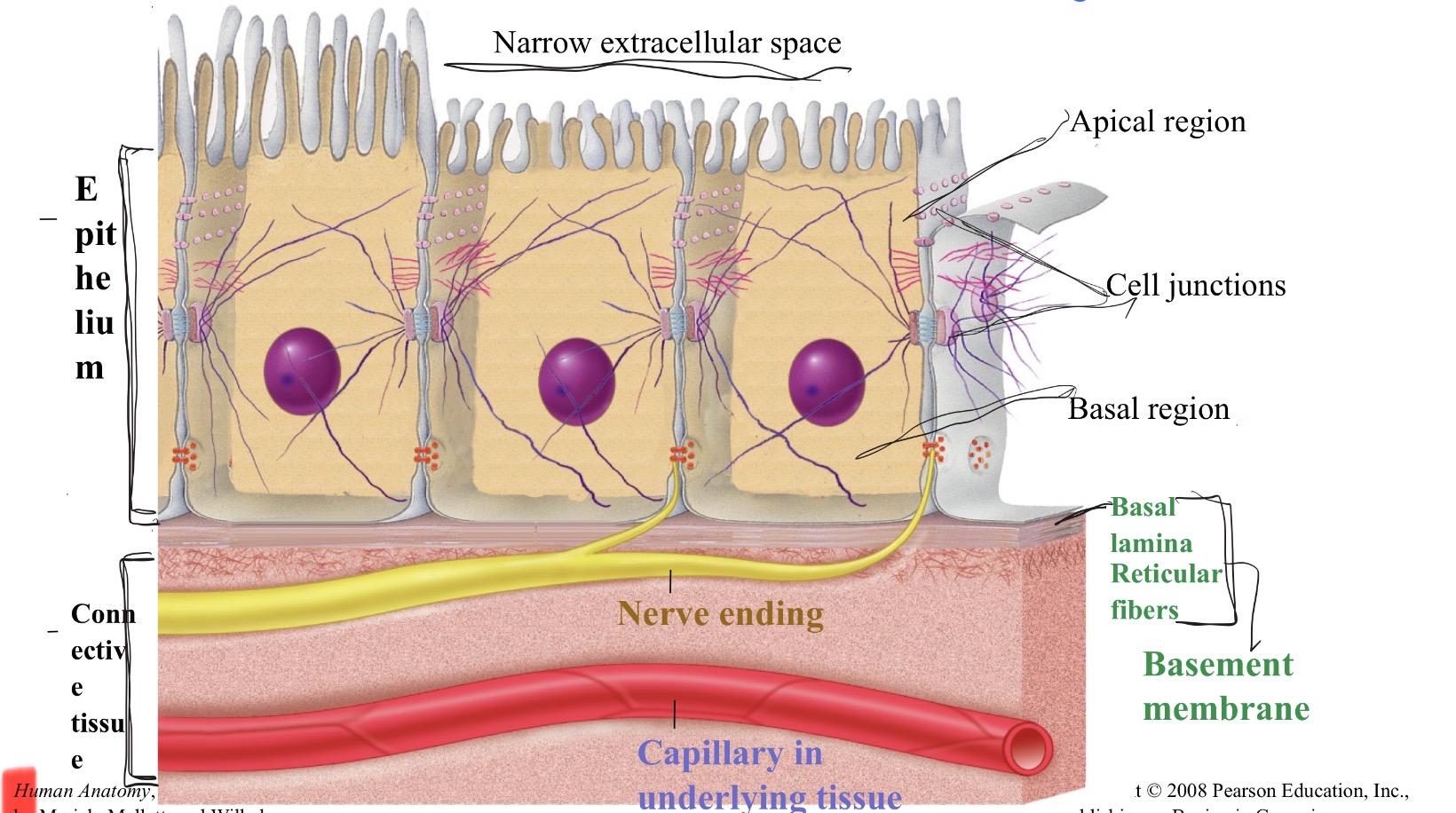 <ol><li><p>Sits on basement membrane  support</p><p>2. Avascular( no blood vessels)</p><p>3. Innervated (yes nerves )</p><p>4. Regeneration  -high capacity to replace cells</p></li></ol><p></p>