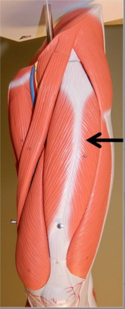 <p>origin: anterior inferior iliac spine insertion: tibial tuberosity</p>