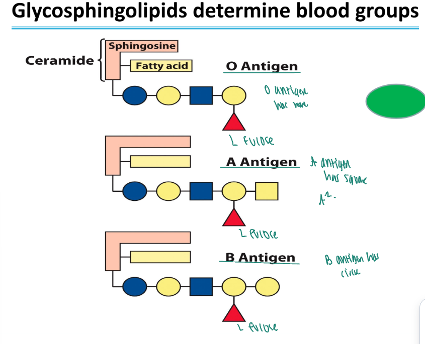 <p>Oligosaccharide chain. Each blood type antigen has a different oligosaccharide sequence.</p>