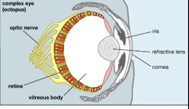 <p>Complex Eye</p>