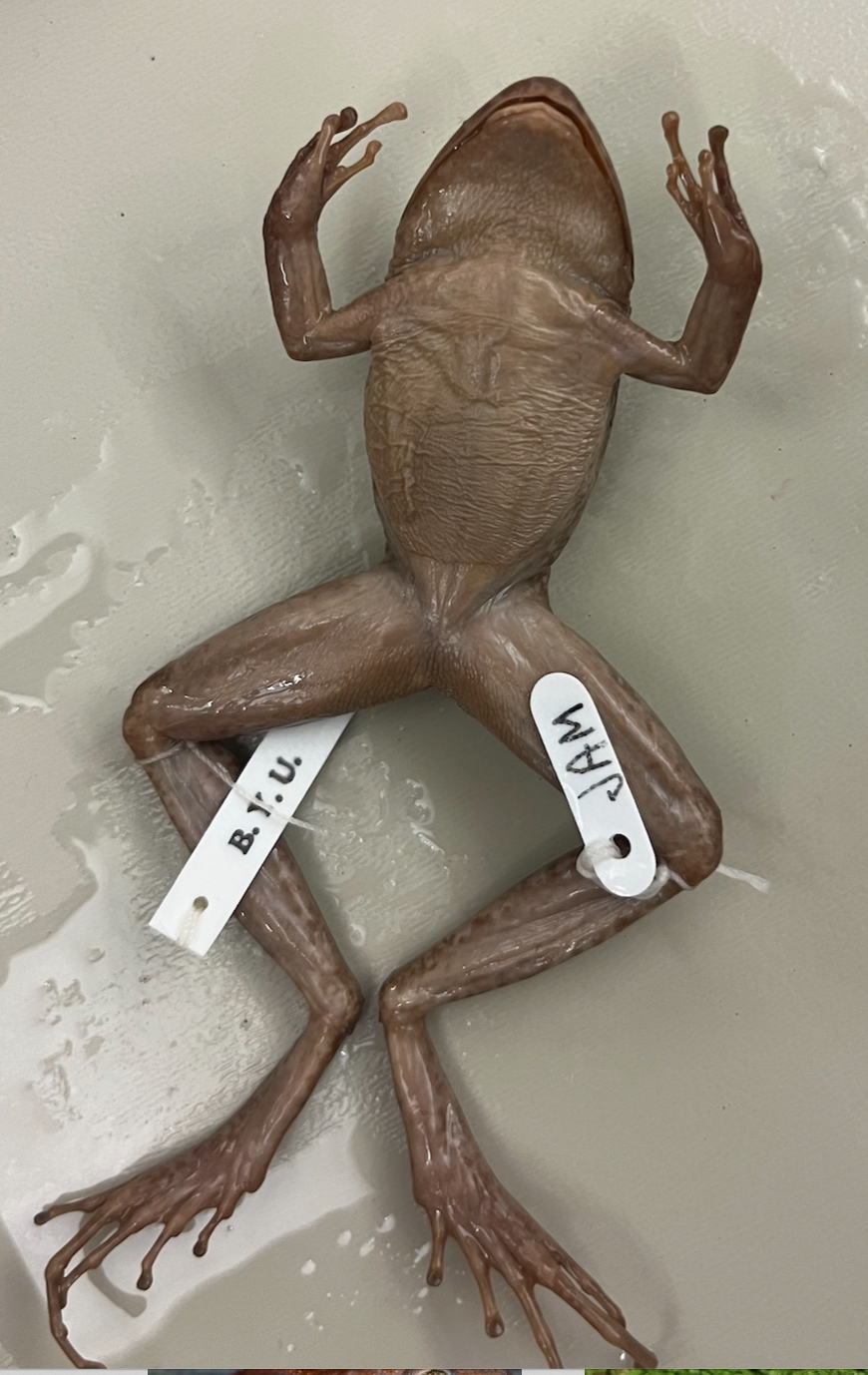 <ul><li><p><strong>Direct development</strong></p></li><li><p><strong>First toe longer than second</strong></p></li><li><p>unwebbed feet</p></li><li><p>Neotropical region- S. America</p></li><li><p>parental care : attend to eggs</p></li></ul><p></p>