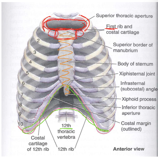 <p><span>Describe the borders of the thorax</span></p>