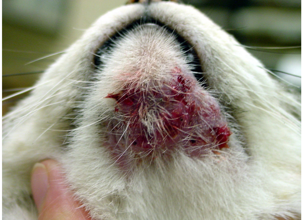 <ol><li><p><strong>Clinical presentation</strong></p></li><li><p>Skin scrapes and fungal culture are recommended to rule out demodicosis and ringworm</p></li></ol><ul><li><p class="preFade fadeIn"><strong>Skin cytology</strong> may reveal increased neutrophils +/- secondary bacterial infections.</p></li><li><p class="preFade fadeIn">In refractory or severe cases:</p><ul><li><p class="preFade fadeIn">bacterial culture and sensitivity (C/S) and biopsy are recommended to rule out secondary bacterial infections, eosinophilic granuloma complex, any underlying allergies, fungal infections, and neoplasia.</p><ul><li><p class="preFade fadeIn">The most commonly isolated opportunistic bacteria include <em>Pasteurella</em>, beta-hemolytic <em>Streptococci</em>, and <em>Malassezia</em> yeast.</p></li><li><p class="preFade fadeIn">Histopathology of feline acne reveals follicular plugging, dilation, hyperkeratosis, and glandular hyperplasia.</p></li></ul></li></ul></li></ul><p></p>