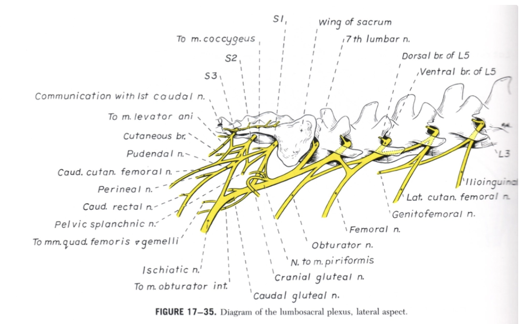 <p>Bundle of spinal nerve roots at the end of the spinal cord derived from L5 - S2</p><ul><li><p>Dog spinal cord proper ends BEFORE vertebral column → Continues as the cauda equina to supply the caudal segments of the body</p></li><li><p>20% of dogs have the conus medullaris ending BEFORE the lumbosacral space</p></li></ul><p></p>
