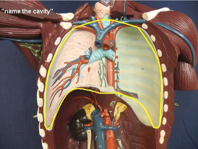 <p>Name that cavity </p>