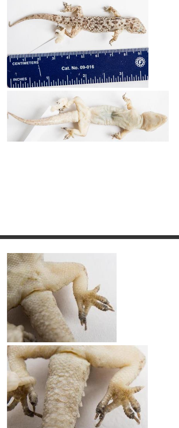 <p>Family: Gekkonidae</p><p>Family name: Geckos</p>