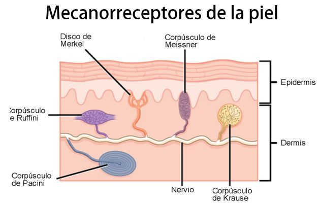 <p>Paciente presenta incapacidad de percibir vibraciones y tacto fino, cual es el responsable de sentirlo?</p>
