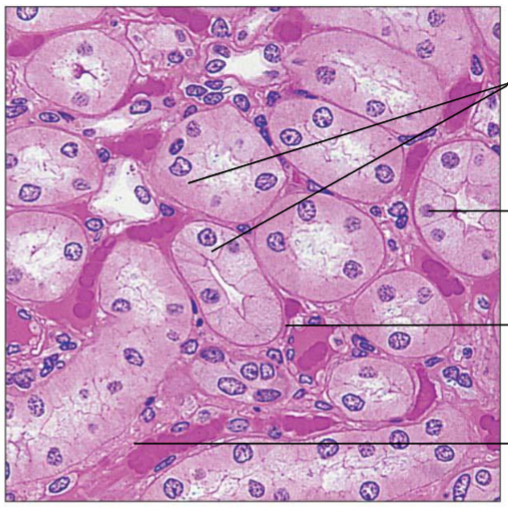 <p>Single layer of cubelike cells with large, spherical central nuclei. Secretion and absorption. Located in Kidney tubules; ducts and secretory portions of small glands; ovary surface.</p>
