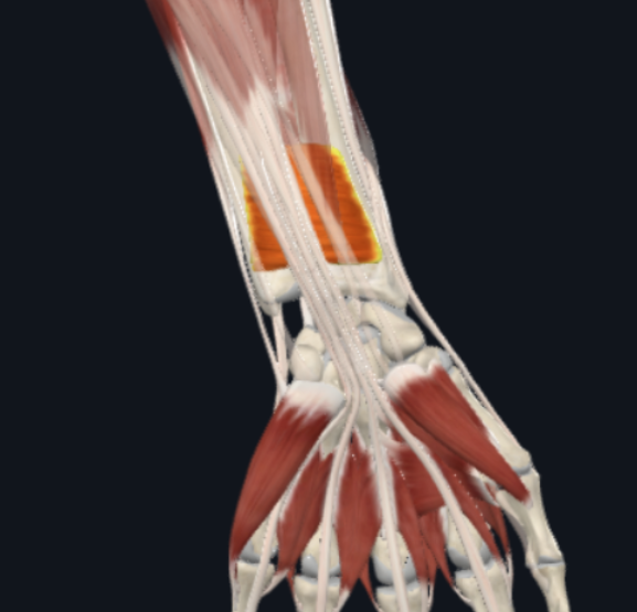 <p>What is the muscle shown in the photo?</p>