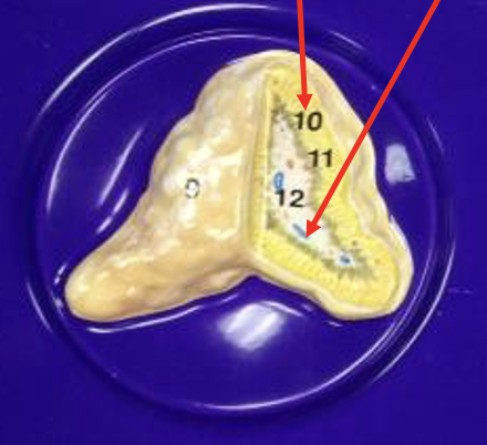 <p>Which number is the adrenal medulla?</p>