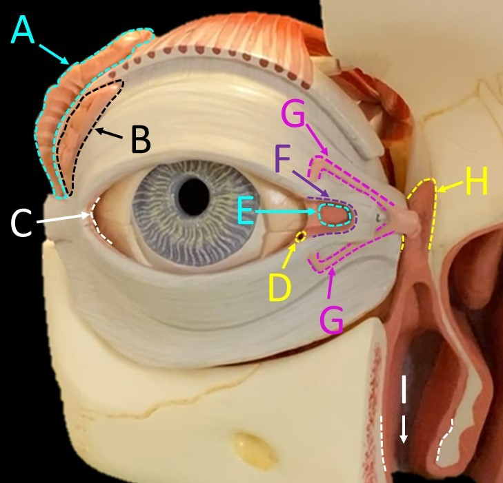 <p>D</p>