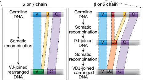 <p>somatic recombination at the receptor loci that generates a vast array of T-cell receptors through rearrangement of variable (V), diversity (D), and joining (J) gene segments. </p>