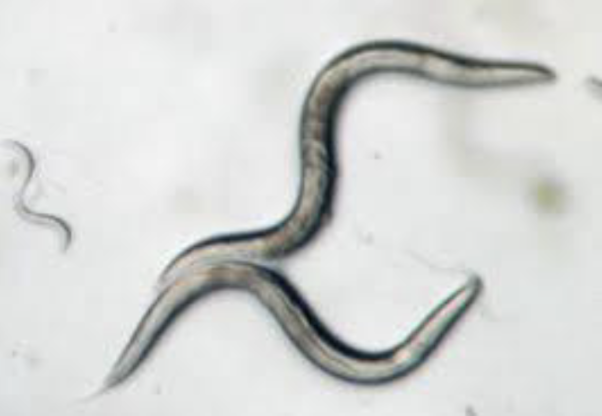 <p>roundworms; found in body fluids/animal tissue; only psuedocoelomates; cephalization; bilaterally symmetric; protostome; complete digestive tract</p><p></p>