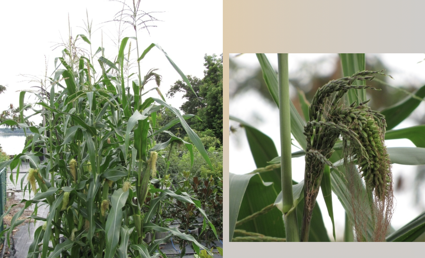 <p>this is an early variety of corn used by the Mayas, known as _ corn</p>
