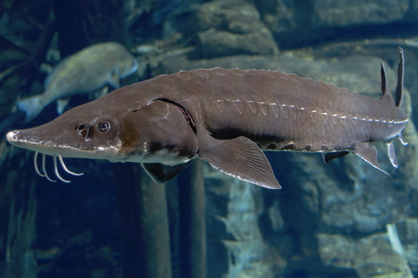 <p>freshwater; bottom feeder; 4 smooth barbels around mouth; area posterior to anal fin has midlines separated by naked areas; snout is rounded and blunt</p>