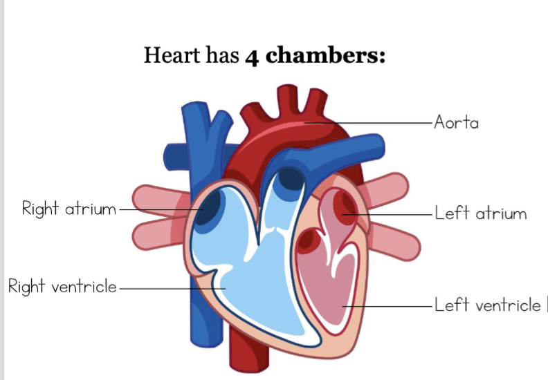 <p>left and right atria: thin upper chambers that <strong>receive</strong> blood returning to the heart through <strong>veins</strong><br>left and right ventricles: thick, muscular lower chambers that pump blood <strong>out</strong> of the heart through <strong>arteries</strong> (away)</p><p><strong>septa</strong>: muscular wall that divides the left and right side of the heart</p><p>functionally, the heart is a double pump</p>