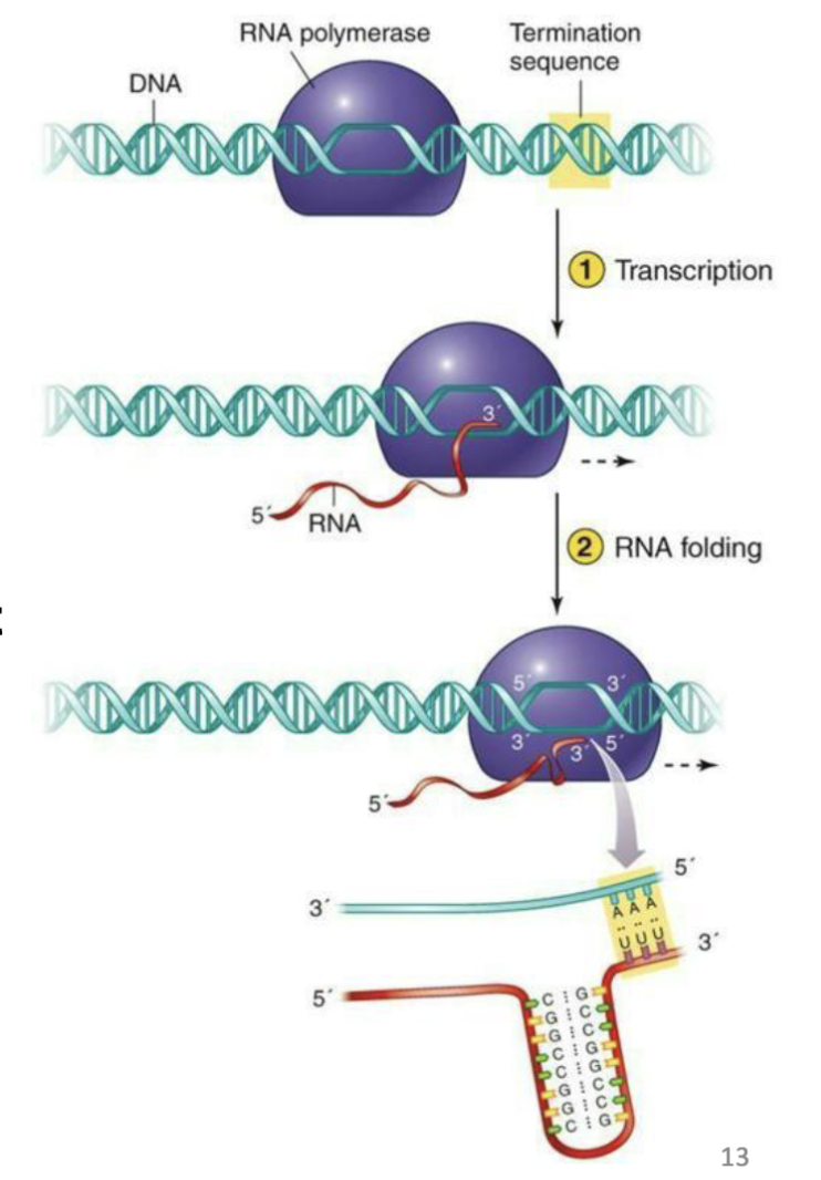 <ul><li><p>In <u>bacteria</u> transcription can be terminated by a r<strong><em>ho protein</em></strong> that causes RNA polymerase to pop off DNA at specific sequences</p></li><li><p>Alternatively, <strong><em>Rho- independent </em></strong>termination can be catalyzed by <strong><em>hairpin</em></strong> formed by complementary stretches of RNA, rich in guanine and cytosine followed by a segment rich in uracil</p></li></ul><p></p>