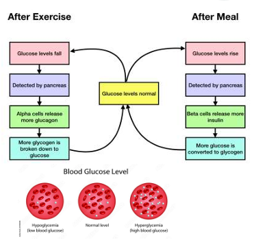 <p>Glucose is 1 fuel for (nearly) all our cells</p><p>Blood glucose concentration must be maintained even when fasting</p><ul><li><p>So access from stored form or de novo synthesis needed</p></li></ul><p></p>