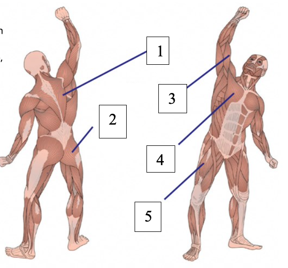<p>Benoem de onderdelen van het systema musculare (spierstelsel).</p>