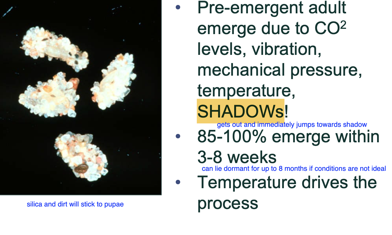 <p>CO2 levels.</p><p>vibrations.</p><p>mechanical pressure.</p><p><strong>temp.</strong></p><p><strong>Most significant = shadows.</strong></p>