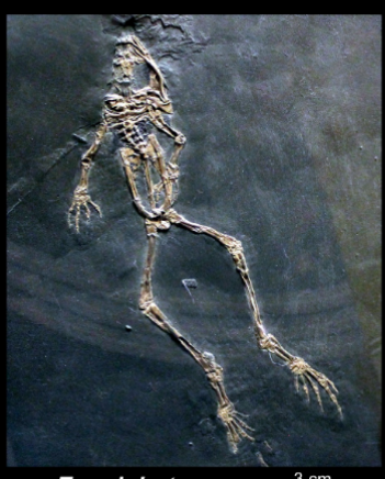 <ul><li><p>eocene </p></li></ul><p></p>