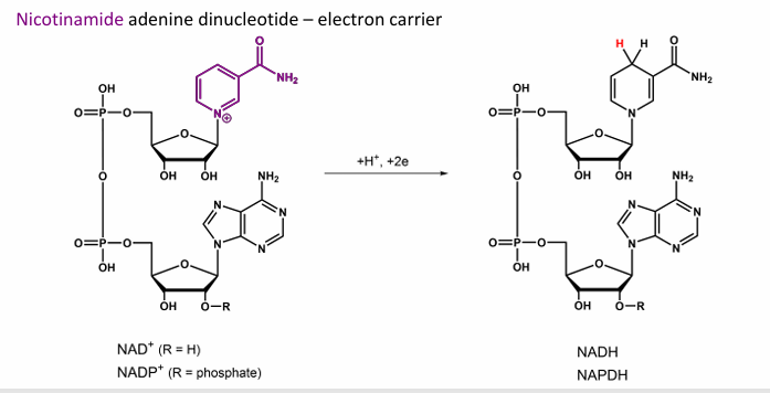 <p>NAD(P)+ → NAD(P)H , named Nicotinamide</p><p></p>