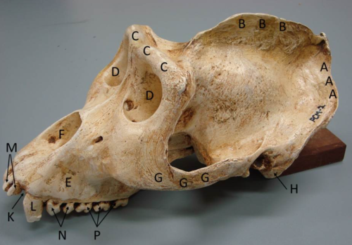<p>This is a gorilla skull. Identify what is A, B, C, and D </p>