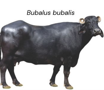 <ul><li><p>Dairy type</p></li><li><p>8- 16 L milk per day</p></li><li><p>7-8% kg/L butterfat</p></li><li><p>strong, heavy and compact body</p></li></ul><p></p>