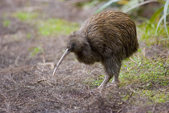 <p>ニュージーランドじん</p>