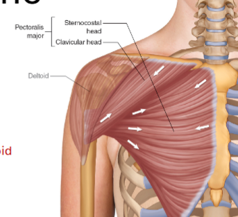 <p>What is the <strong>insert </strong>of the<strong> Pectoralis major</strong>?</p>
