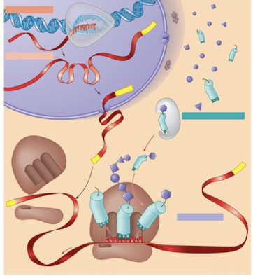 <p>How can a cell make some proteins, but NOT make others?</p>