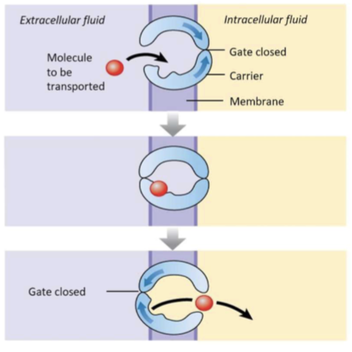 <ul><li><p>Similar to the simple diffusion</p><ul><li><p>No energy is required from ATP</p></li><li><p>Goes down the concentration gradient</p></li></ul></li><li><p>Different from simple diffusion</p><ul><li><p>Transports specific molecules</p></li><li><p>Involves an assistance of a carrier protein</p></li></ul></li><li><p>Step of facilitated diffusion</p><ul><li><p>Molecule binds to the carrier protein</p></li><li><p>Carrier protein undergoes a conformational change</p></li><li><p>The change allows the translocation of the molecule to the other side</p></li></ul></li><li><p>Transport system can be saturating</p><ul><li><p>This when there is too must molecule that needs to be transported than there are carrier proteins</p></li><li><p>Molecules must wait until the transporters can do their job</p></li></ul></li><li><p>Process is discontinuous</p></li></ul><p></p>