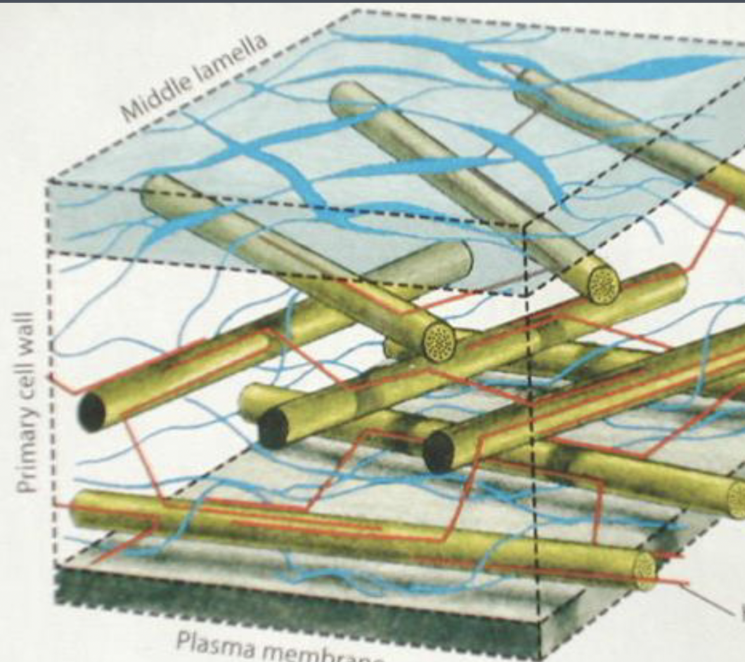 <p>the branched, red fibers in the cell wall diagram are the _</p>