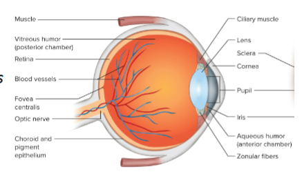 <p>includes the choroid, ciliary body, iris, and contains a lot of blood vessels </p>