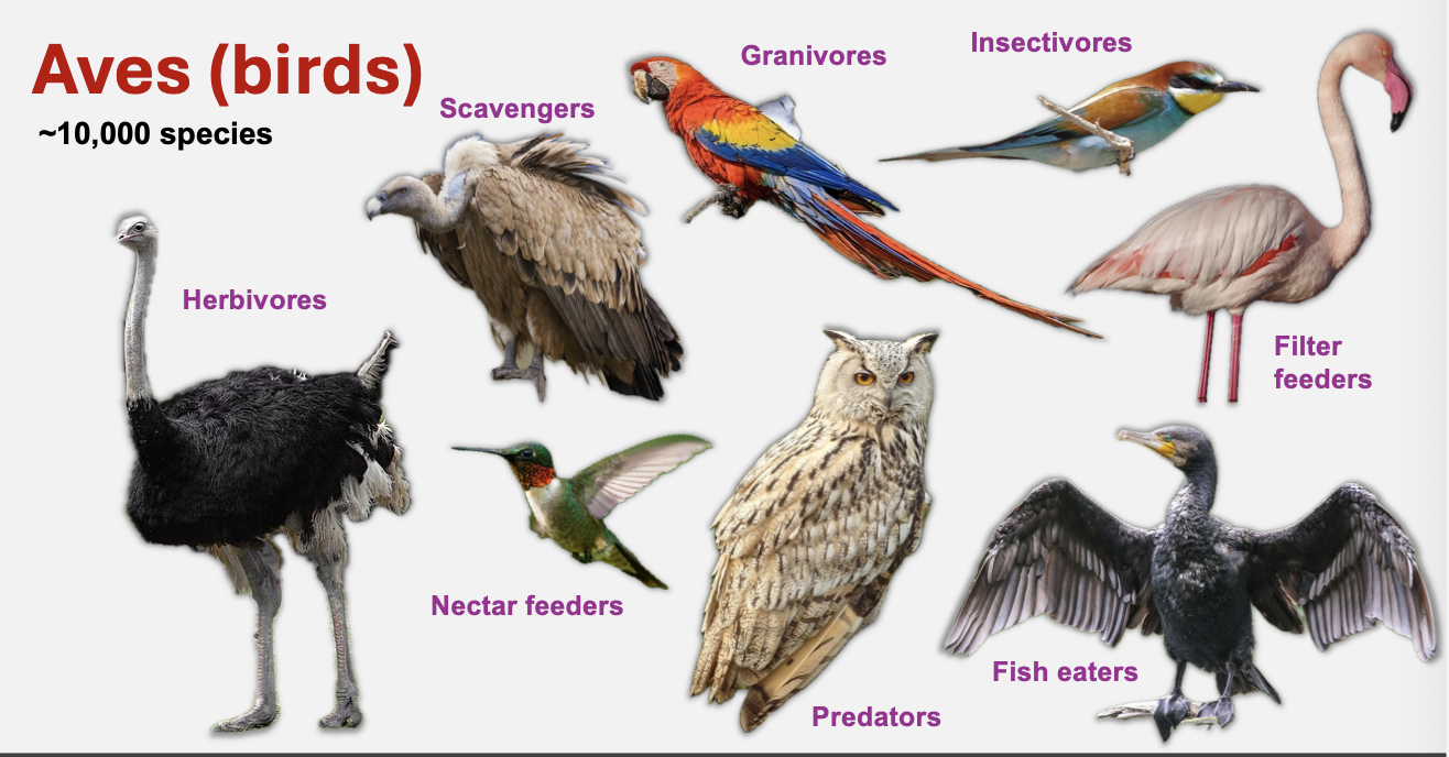 <p><span style="background-color: inherit; line-height: 19.55px; color: windowtext;">Pellets</span><span style="line-height: 19.55px; color: windowtext;">&nbsp;</span></p><ul><li><p class="Paragraph SCXO202777166 BCX4" style="text-align: left;"><span style="background-color: inherit; line-height: 19.55px;">Some birds (including hawks and owls) regurgitate foods they cannot digest.</span><span style="line-height: 19.55px;">&nbsp;</span></p></li><li><p class="Paragraph SCXO202777166 BCX4" style="text-align: left;"><span style="background-color: inherit; line-height: 19.55px;">These ‘pellets’ may include bones, feathers, teeth, claws etc.</span><span style="line-height: 19.55px;">&nbsp;</span></p></li><li><p class="Paragraph SCXO202777166 BCX4" style="text-align: left;"><span style="background-color: inherit; line-height: 19.55px;">Pellets have historically been used to determine prey variation over time.</span><span style="line-height: 19.55px;">&nbsp;</span></p></li><li><p class="Paragraph SCXO202777166 BCX4" style="text-align: left;"><span style="background-color: inherit; line-height: 19.55px;">However, DNA-based approaches are more effective.</span><span style="line-height: 19.55px;">&nbsp;</span></p></li></ul><p></p>