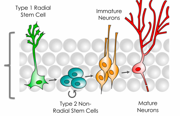 <p>Type 1 Radial Stem Cells (astrocytes) divide</p><p>Type 2 Non-Radial Stem Cells formed</p><p>Type 2 cells multiply and give rise to immature neurons</p><p>Immature neurons differentiate to form mature neurons that are integrated into the neural architecture</p>