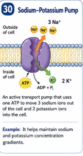 An active transport pump that uses one ATP to move 3 sodium ions out of the cell and 2 potassium ions into the cell. Example: It helps maintain sodium and potassium concentration gradients.