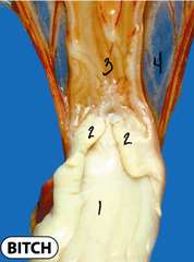 <p>What is 4?</p>