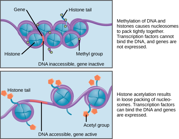 <p>The addition of methyl groups to histone residues. Depending on the specific residue and degree of modification, it can be associated with either transcriptional activation or repression.</p>