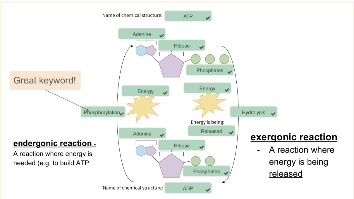 <p>ATP + H₂O → ADP + phosphate + energy</p><ul><li><p>A water molecule is added to break off the 3rd phosphate from ATP → an exergonic reaction (energy is released) → the released energy is used for work/processes within the cell</p></li></ul><p></p>
