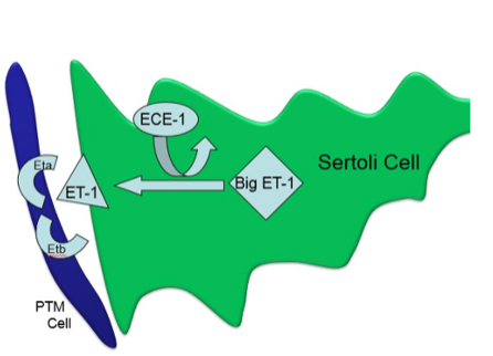 <p>Smooth muscle like cells surrounding seminiferous tubules</p><p>Contract to move sperm toward the rete testis</p>